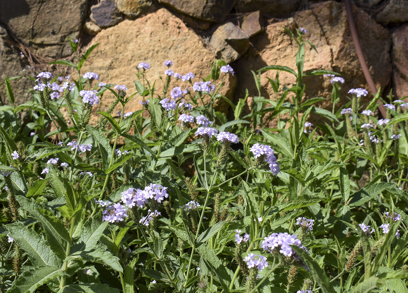 Image of Verbena rigida specimen.