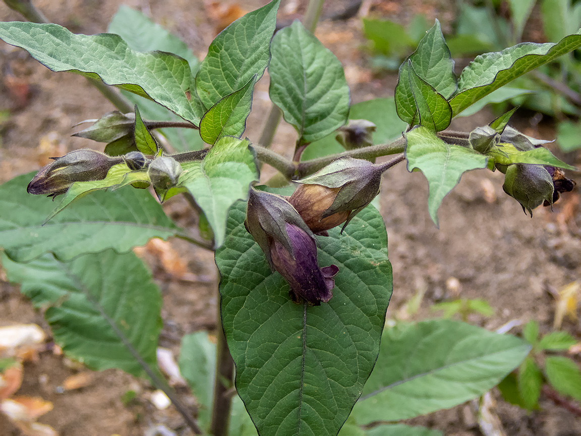 Изображение особи Atropa bella-donna.