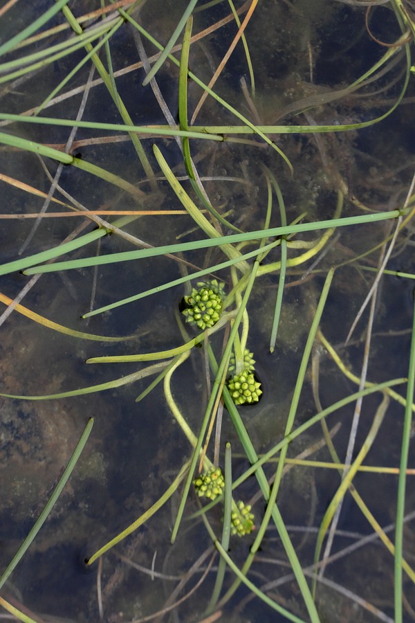 Изображение особи Sparganium hyperboreum.