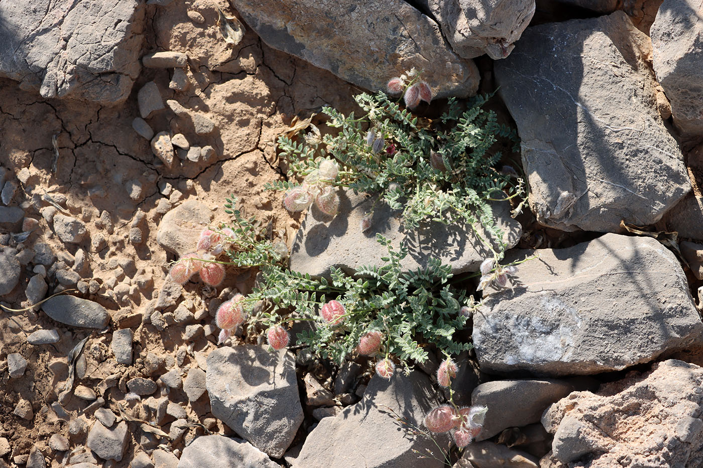 Изображение особи Oxytropis anaulgensis.