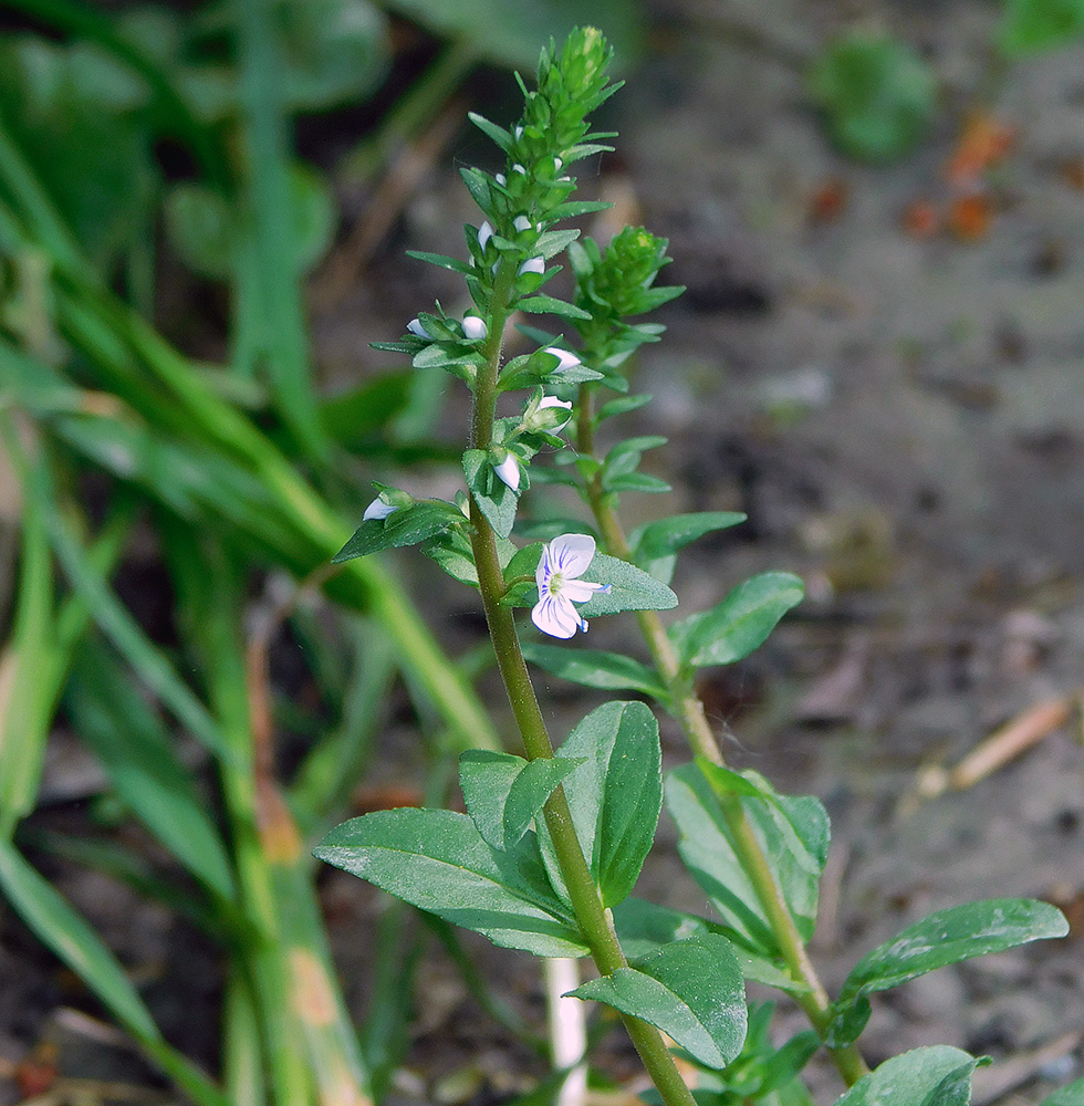 Image of Veronica serpyllifolia specimen.