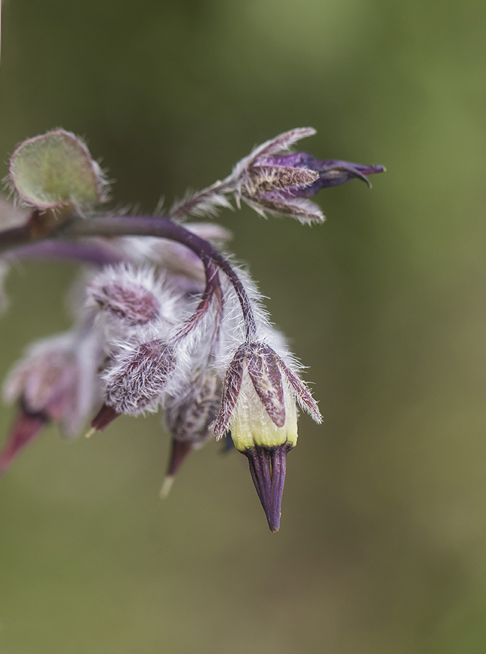 Изображение особи Rindera tetraspis.