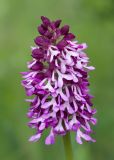 Orchis purpurea ssp. caucasica