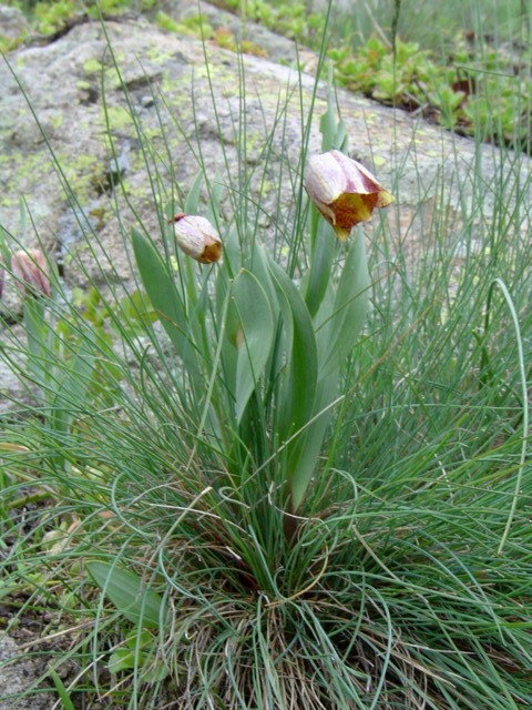 Image of Fritillaria kurdica specimen.