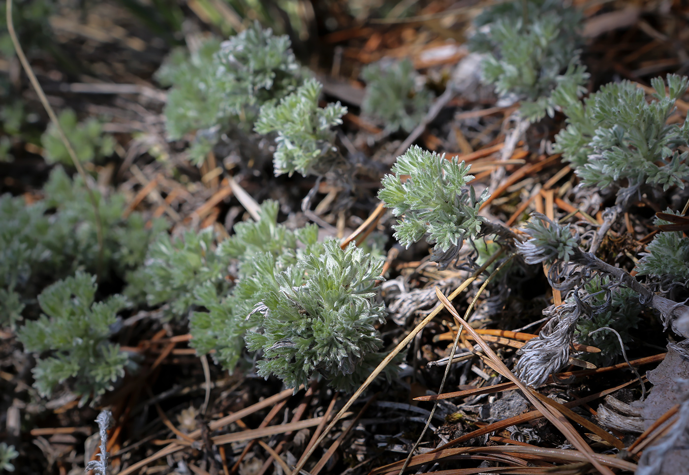 Image of Artemisia frigida specimen.