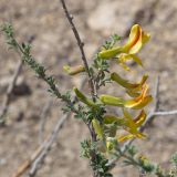 Caragana grandiflora