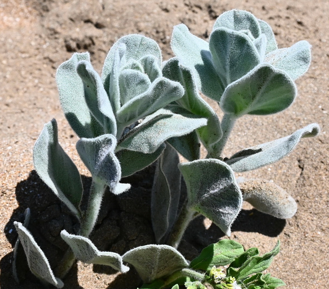 Image of Convolvulus persicus specimen.
