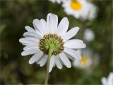Leucanthemum vulgare