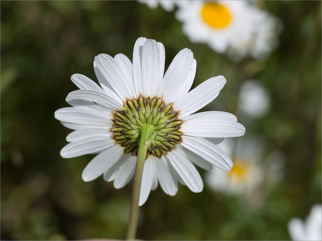Изображение особи Leucanthemum ircutianum.