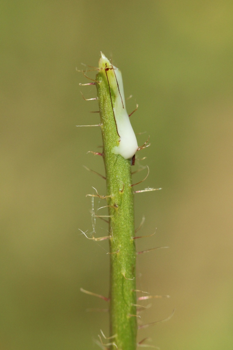 Image of Papaver rhoeas specimen.