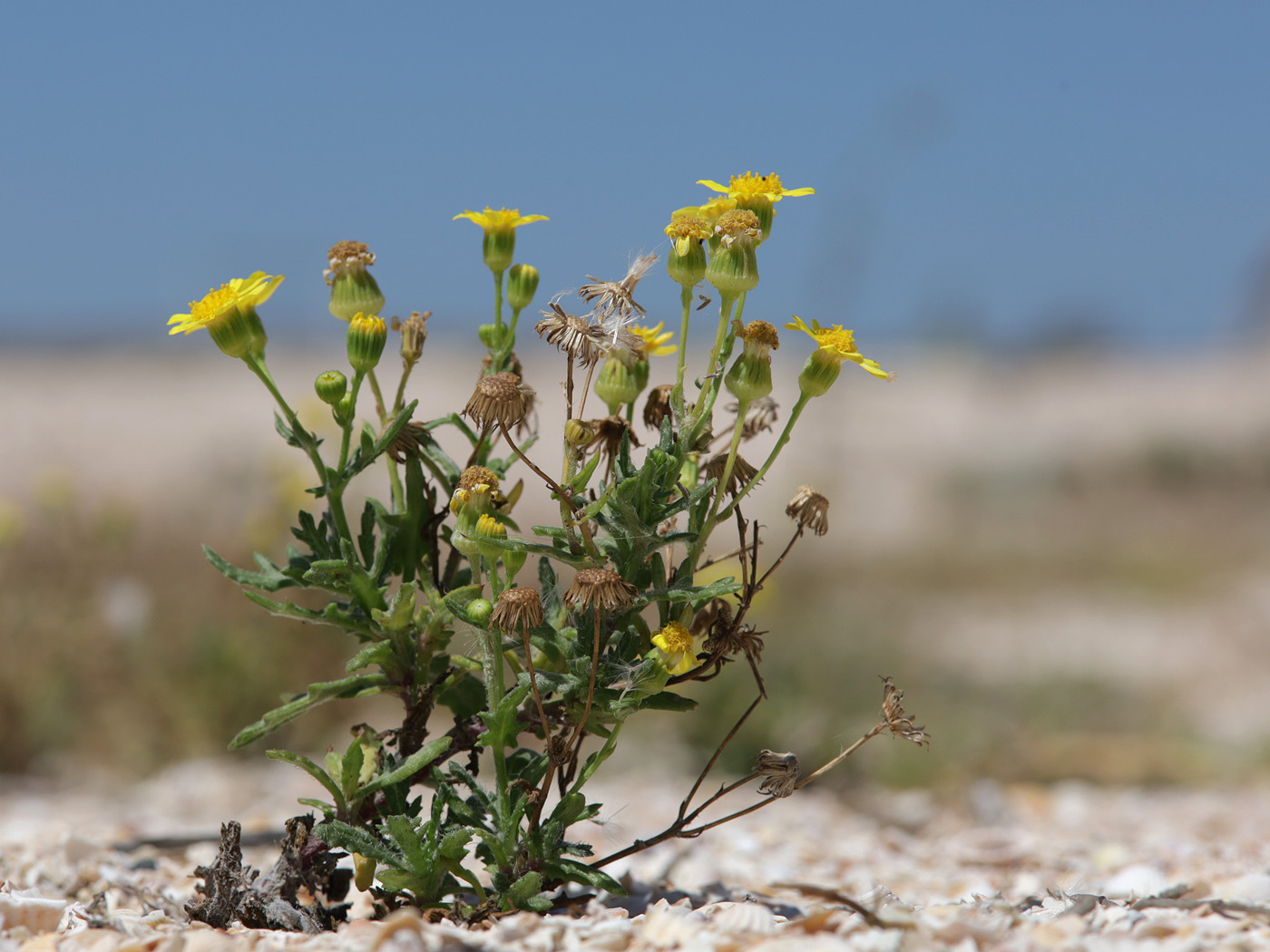 Image of Senecio noeanus specimen.