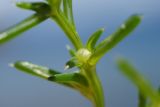 Salsola komarovii. Часть побега с плодом. Приморский край, ЗАТО Фокино, окр. пос. Путятин; о-в Путятина, восточное побережье, бух. 2я-5я, каменистая береговая полоса. 12.08.2025.