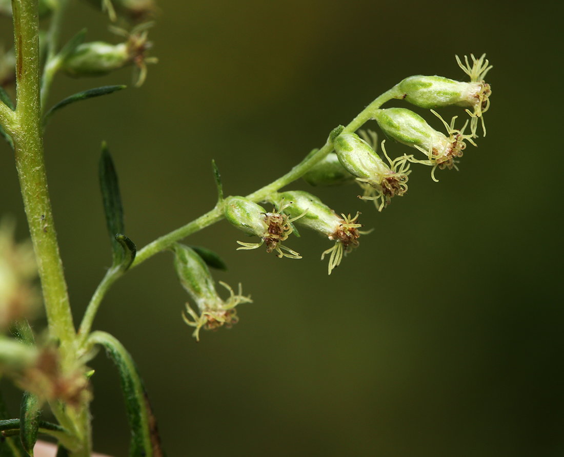 Изображение особи Artemisia stenophylla.