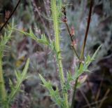 Cirsium vulgare. Средняя часть цветущего побега. Татарстан, Агрызский р-н, с. Красный Бор, разнотравный луг. 05.08.2025.