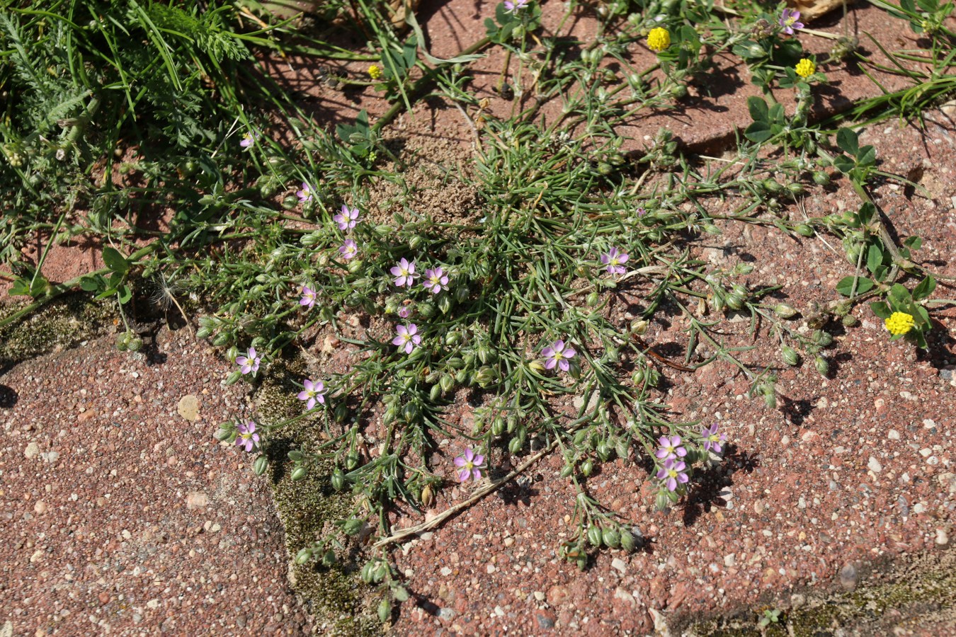 Изображение особи Spergularia rubra.