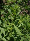 Rumex maritimus. Верхушка цветущего побега. Хабаровский край, г. Комсомольск-на-Амуре, зарастающий карьер. 14.09.2025.