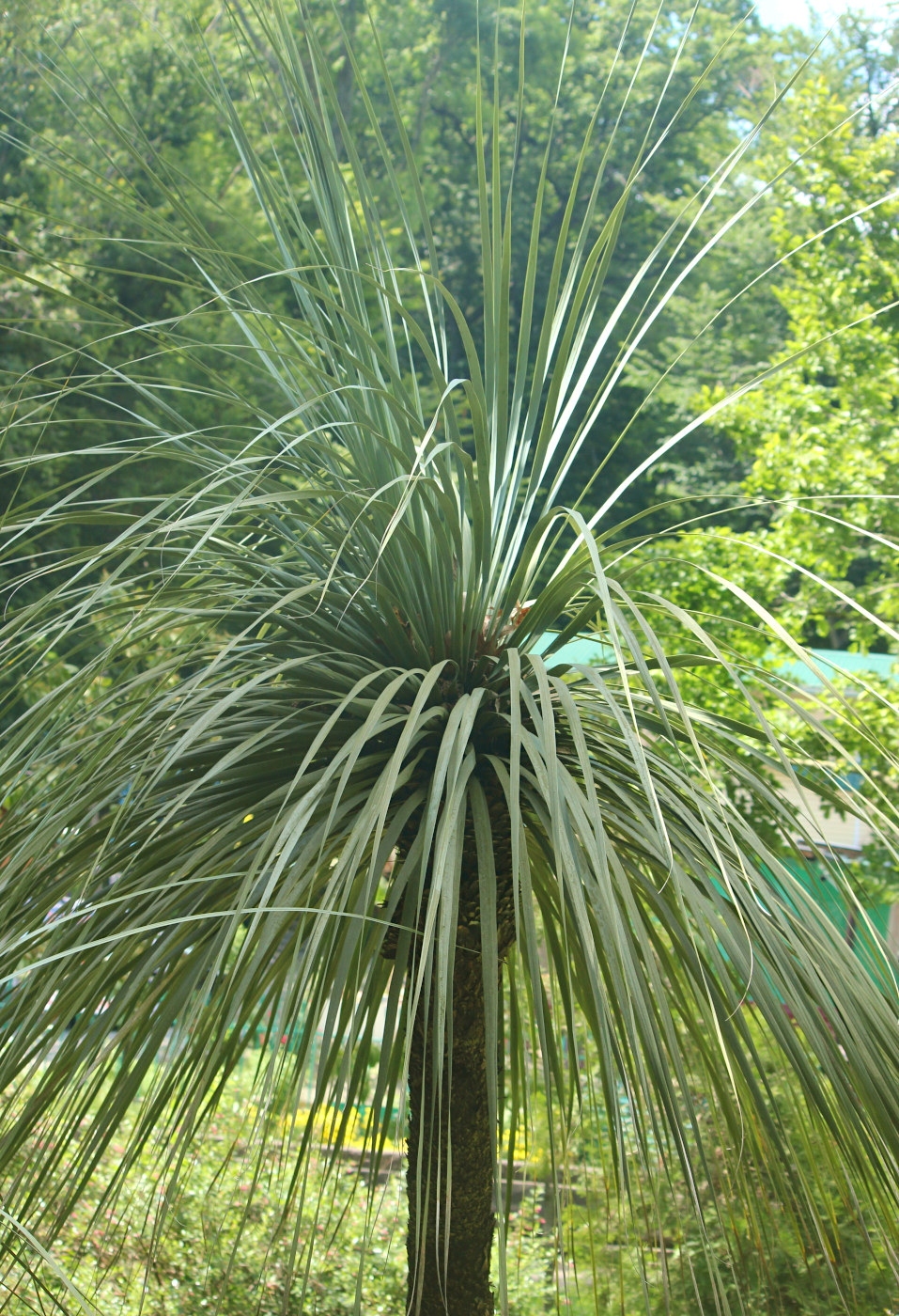 Image of Nolina palmeri specimen.