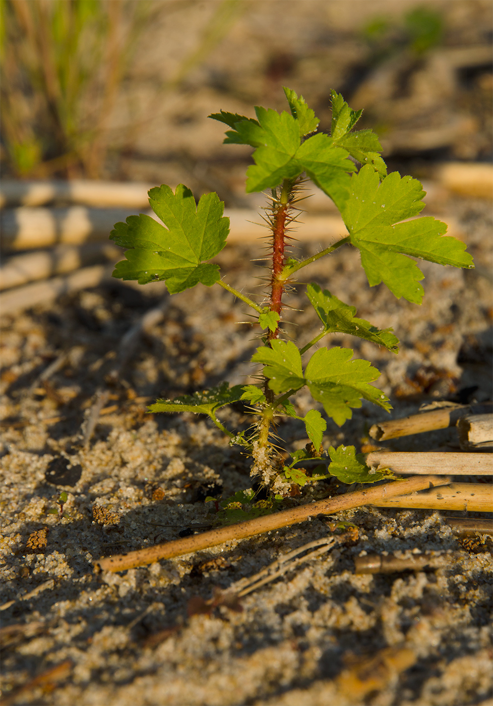 Изображение особи род Grossularia.