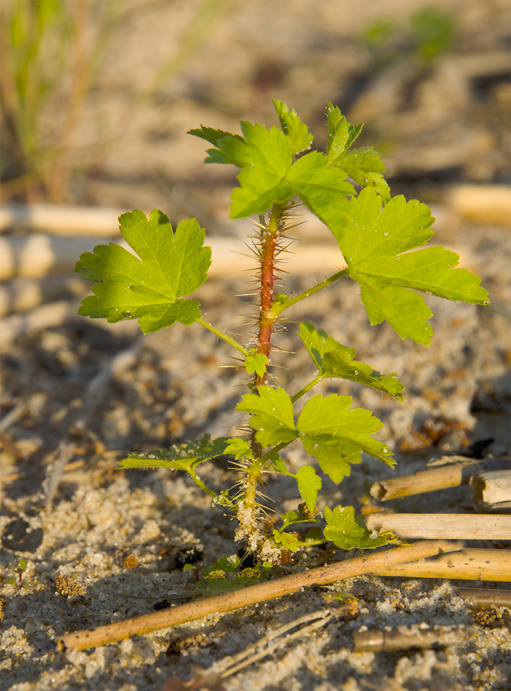 Изображение особи Grossularia uva-crispa.