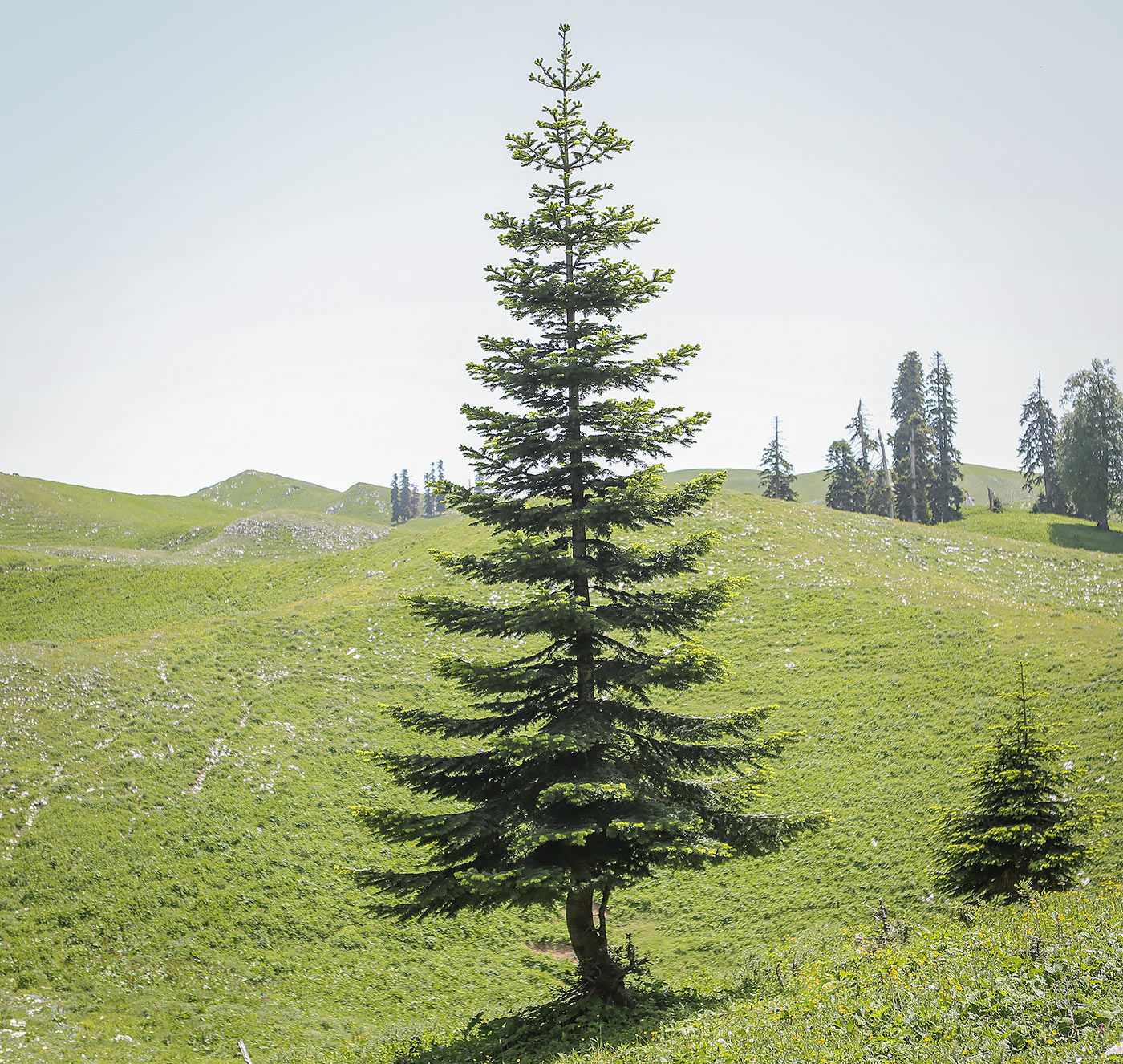 Image of Abies nordmanniana specimen.