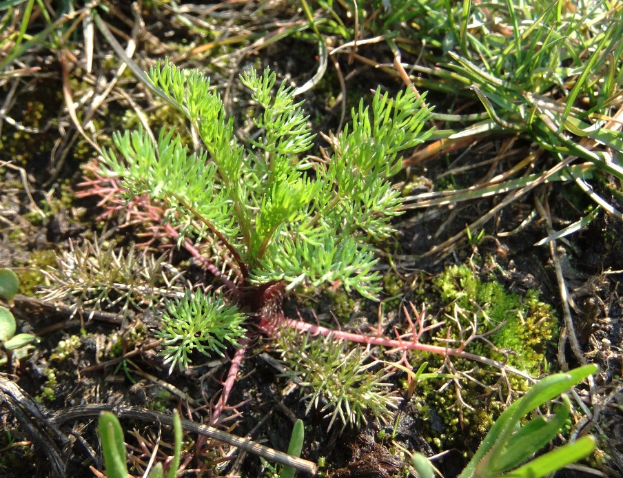 Изображение особи Tripleurospermum inodorum.