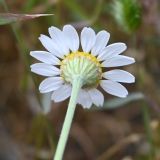 Anthemis ruthenica. Соцветие (вид со стороны обёртки). Калмыкия, Черноземельский р-н, степь. 02.05.2025.