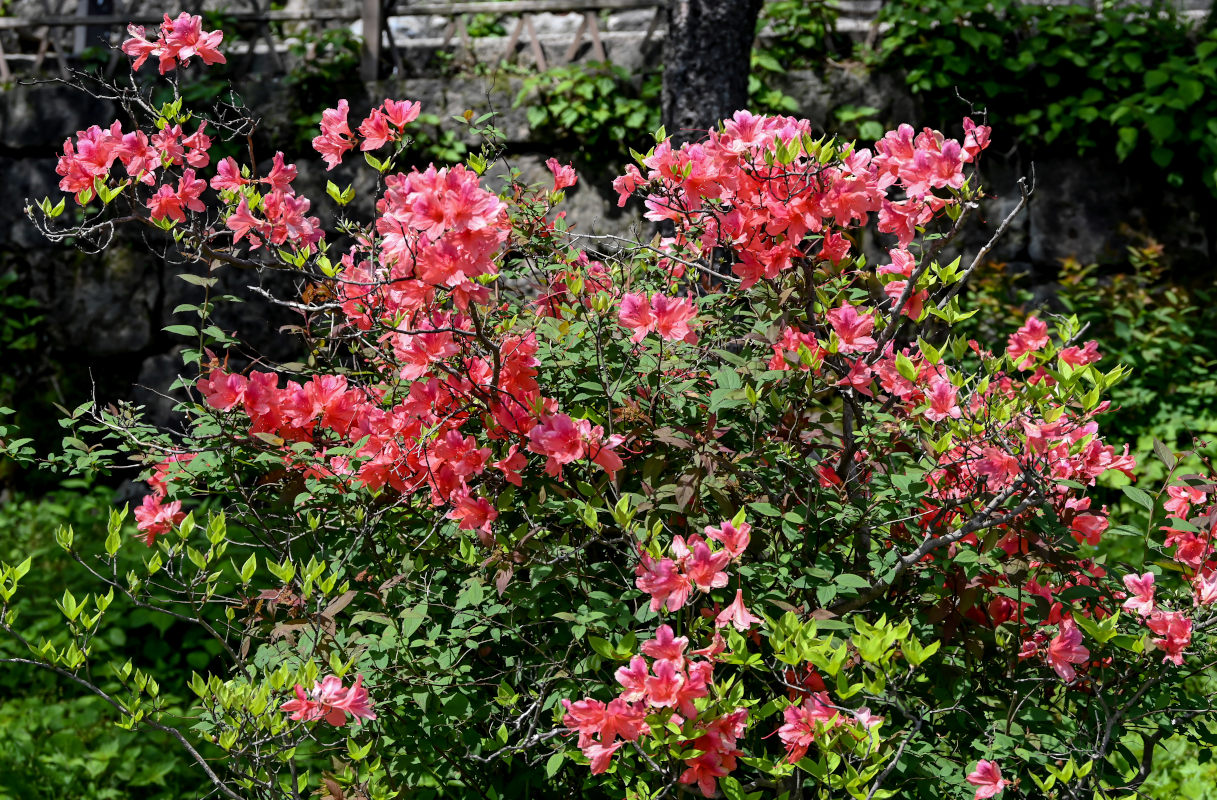 Image of Rhododendron kaempferi specimen.