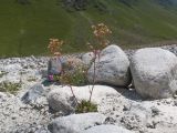 genus Saxifraga. Цветущее растение. Кабардино-Балкария, Черекский р-н, дол. р. Псыгансу, ≈ 2400 м н.у.м., донная морена. 29.07.2025.