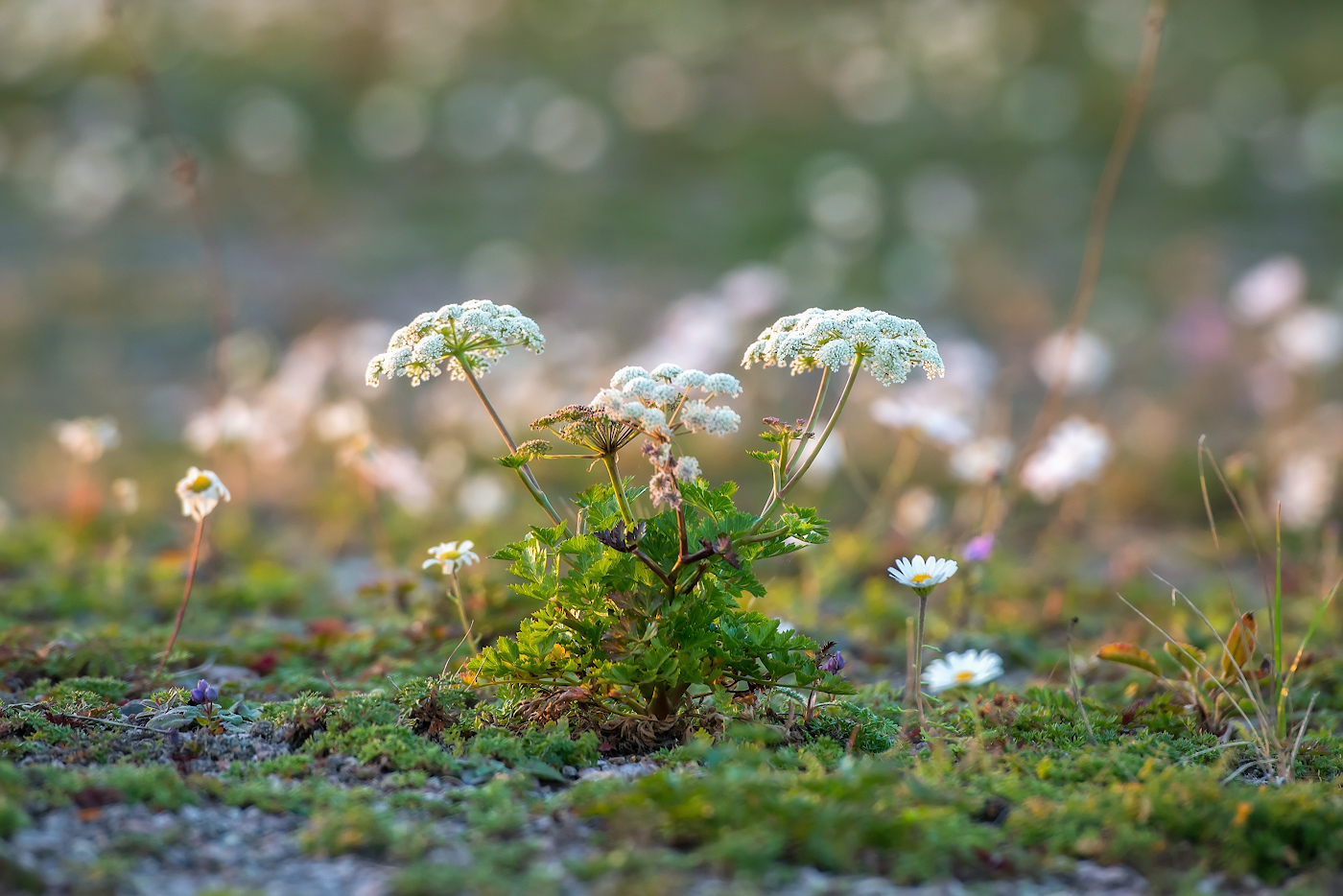 Image of Kitagawia terebinthacea specimen.