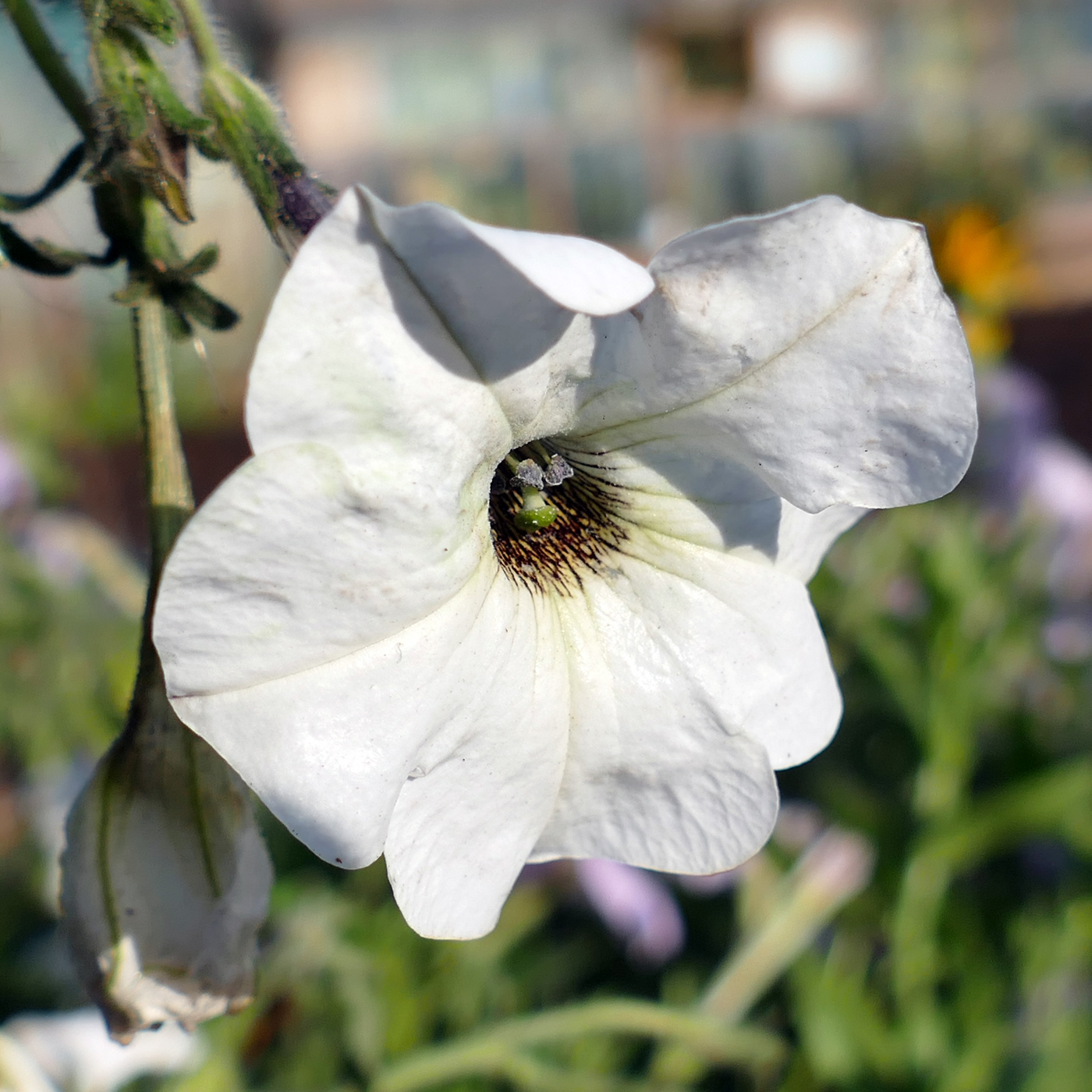 Image of Petunia &times; atkinsiana specimen.