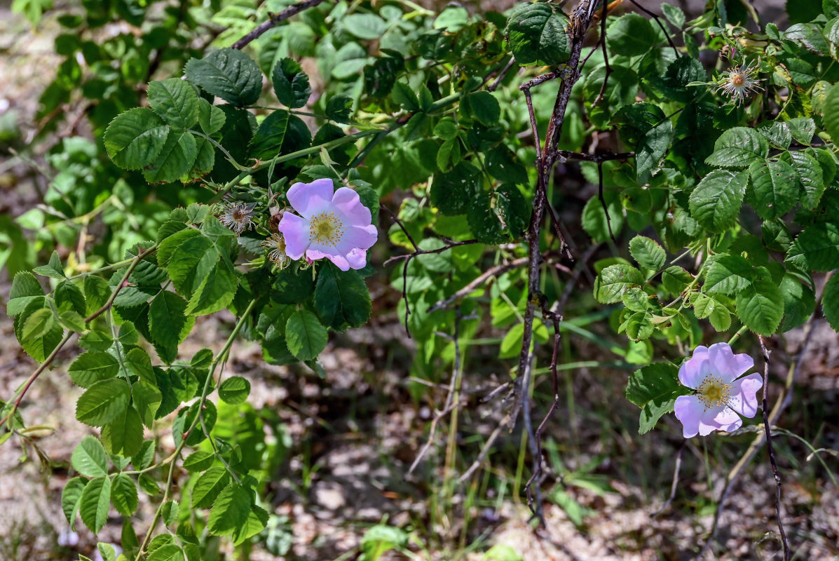 Изображение особи Rosa canina.