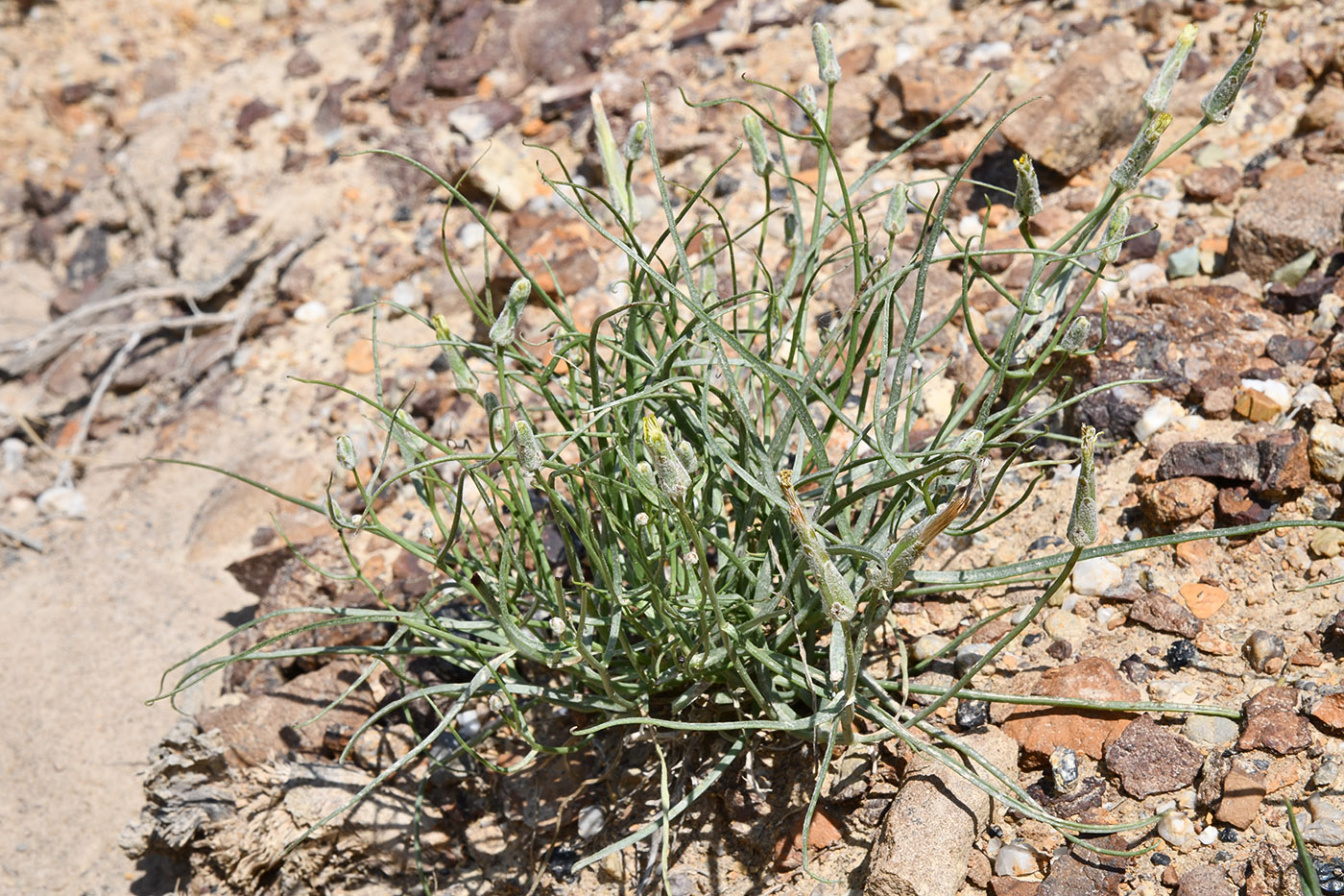 Изображение особи Takhtajaniantha pusilla.