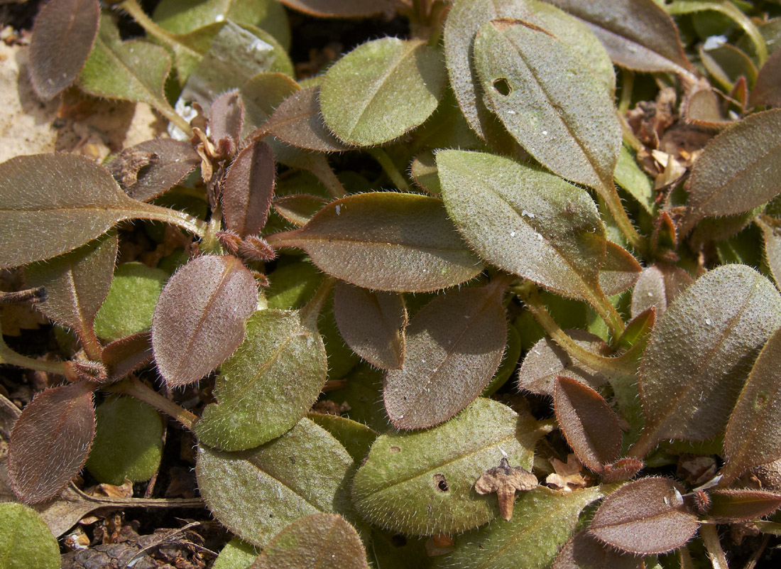 Image of Myosotis sparsiflora specimen.