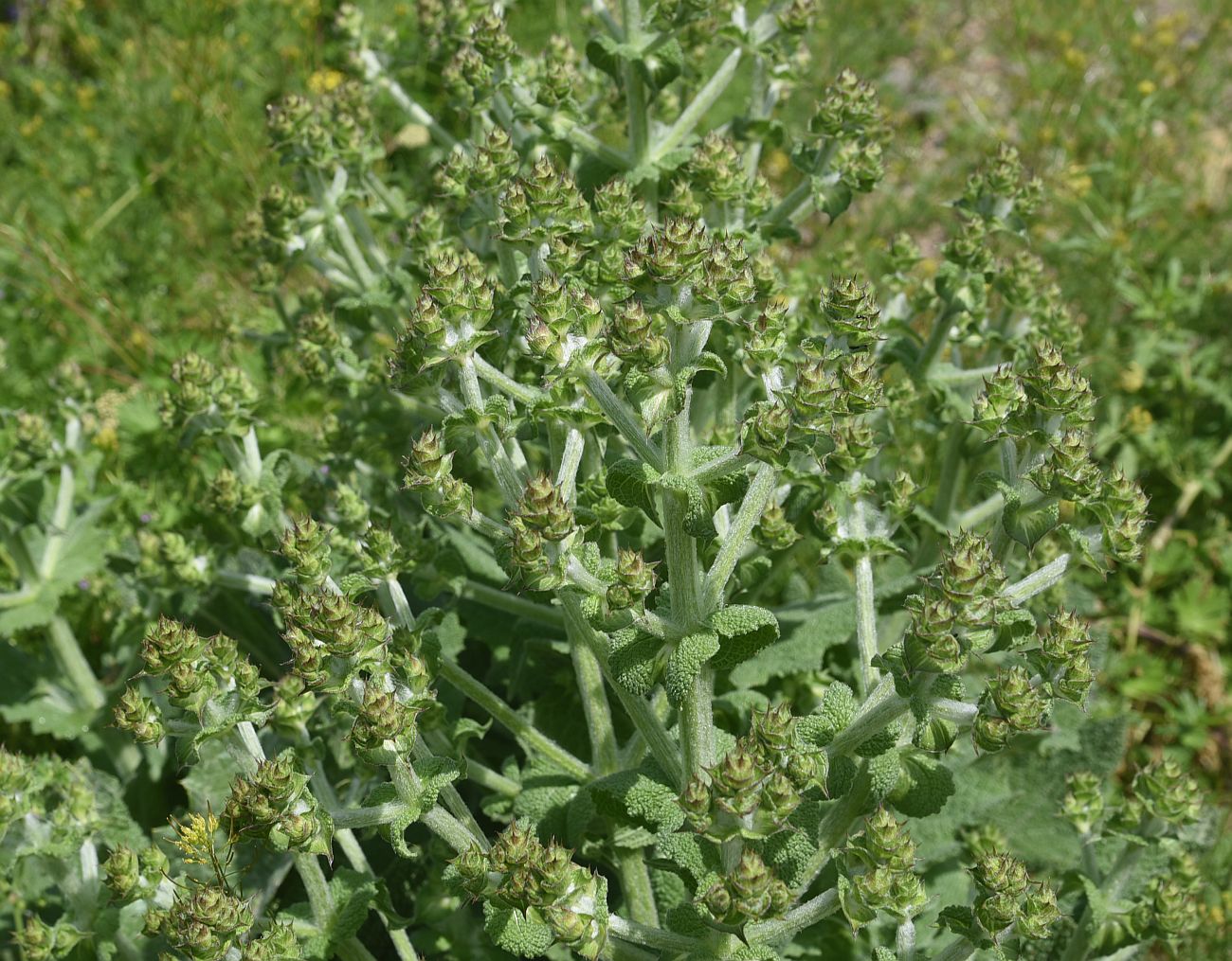 Image of Unknown species specimen.