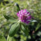 Trifolium medium. Верхушка побега с соцветием. Челябинская обл., Катав-Ивановский р-н, с. Александровка, склон к р. Юрюзань, обширный разнотравный пустырь. 05.08.2022.