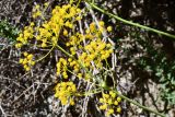 Ferula samarkandica. Боковая ветвь общего соцветия. Киргизия, Баткенская обл., Баткенский р-н, окр. с. Самаркандык, Туркестанский хр., горы Сары-Тоо, уроч. Мадыген, массив конгломератов. 6 мая 2025 г.