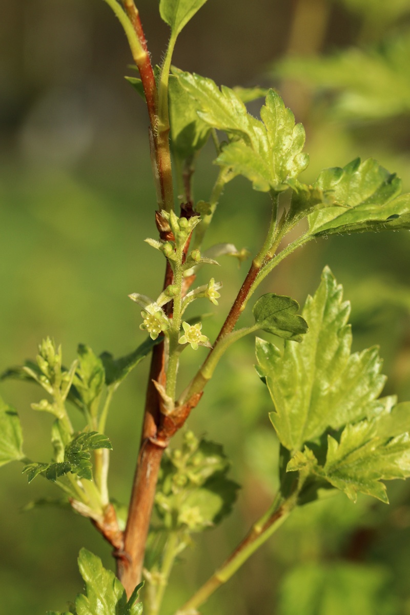Image of Ribes alpinum specimen.