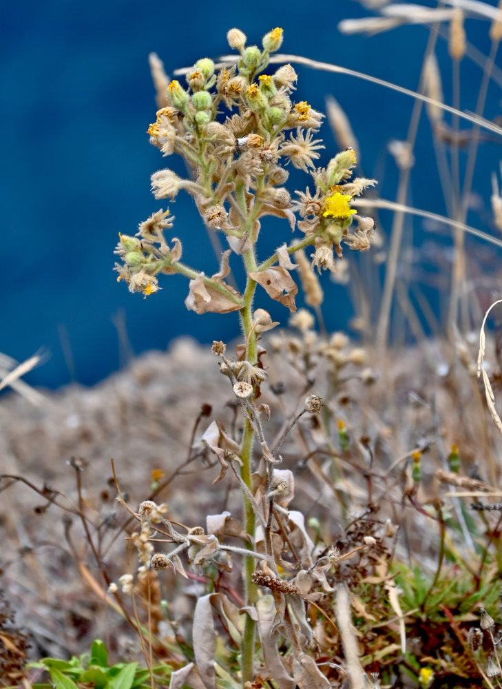 Image of genus Andryala specimen.