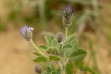 genus Trigonella