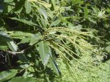 Castanea sativa. Верхушка ветви с соцветиями. Испания, Каталония, пров. Барселона, комарка Осона, муниципалитет Виланова-де-Сау, водохранилище Сау, залесённый склон сев. экспозиции, обочина дороги. 31.05.2026.