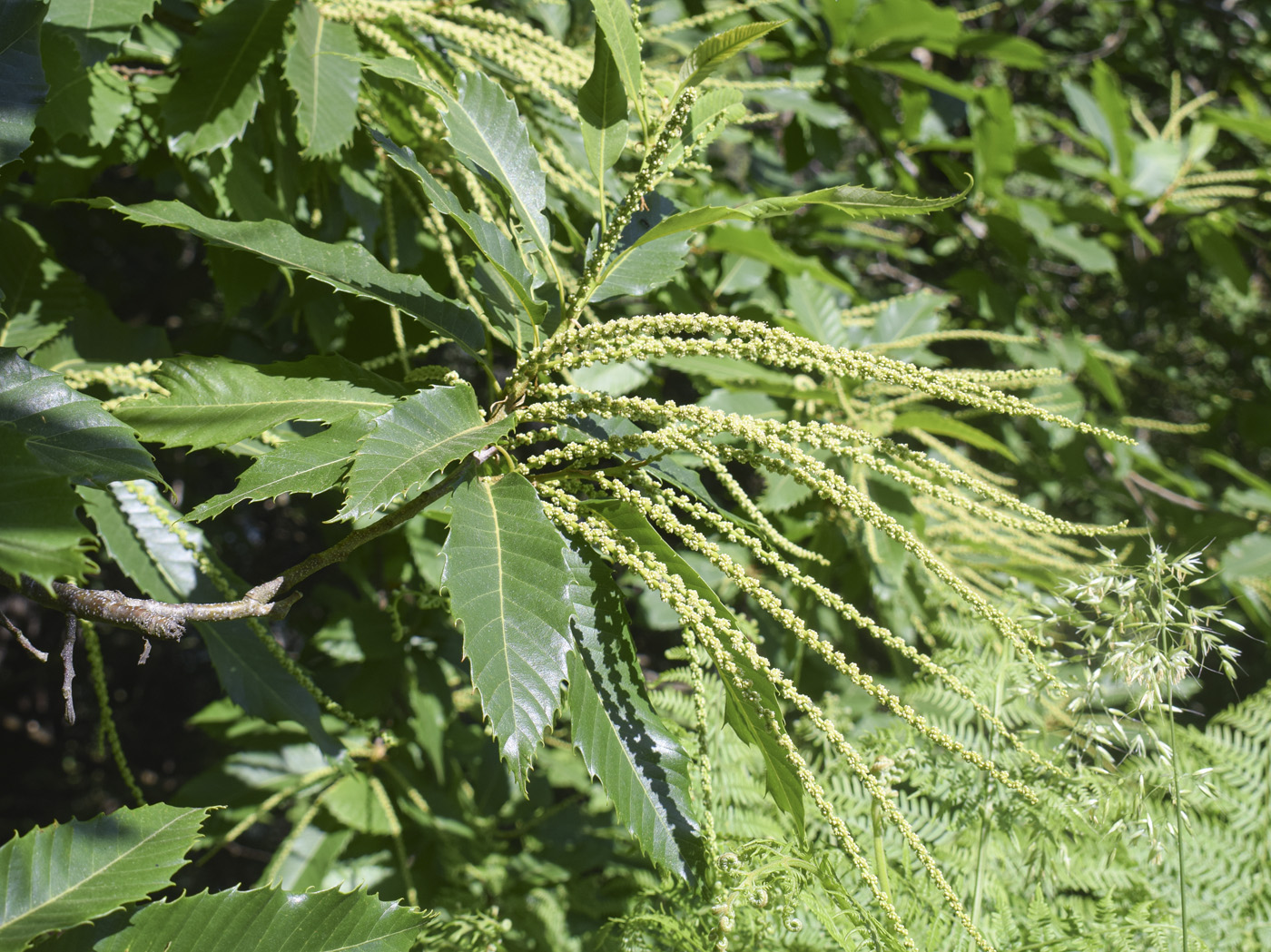 Image of Castanea sativa specimen.