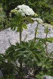 Heracleum dissectum variety voroschilovii. Цветущие растения. Приморский край, Лазовский р-н, Лазовский запов., берег бухты Просёлочная (Тачингоуза), крупнокаменистый берег моря, травяно-кустарниковые заросли на опушке леса. 13.06.2026.