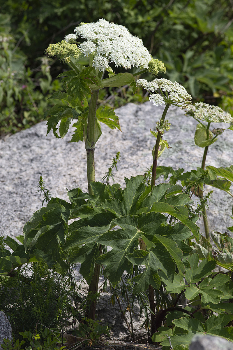 Image of Heracleum dissectum var. voroschilovii specimen.