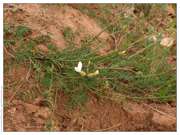 Image of Astragalus zingeri specimen.