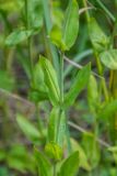 Silene compacta. Часть побега. Республика Адыгея, Майкопский р-н, к югу от станицы Абадзехская, левый берег р. Белая. 06.06.2026.