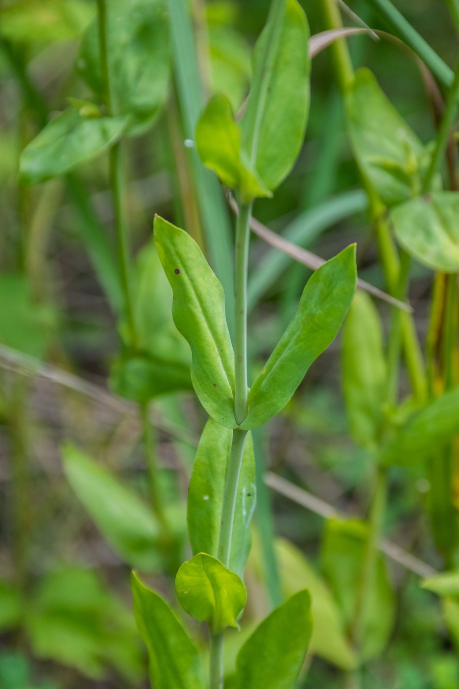Image of Silene compacta specimen.