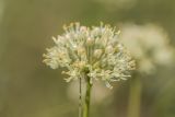 Allium flavescens. Соцветие. Ростовская обл., Мясниковский р-н, окр. с. Несветай, степной склон. 22.03.2015.
