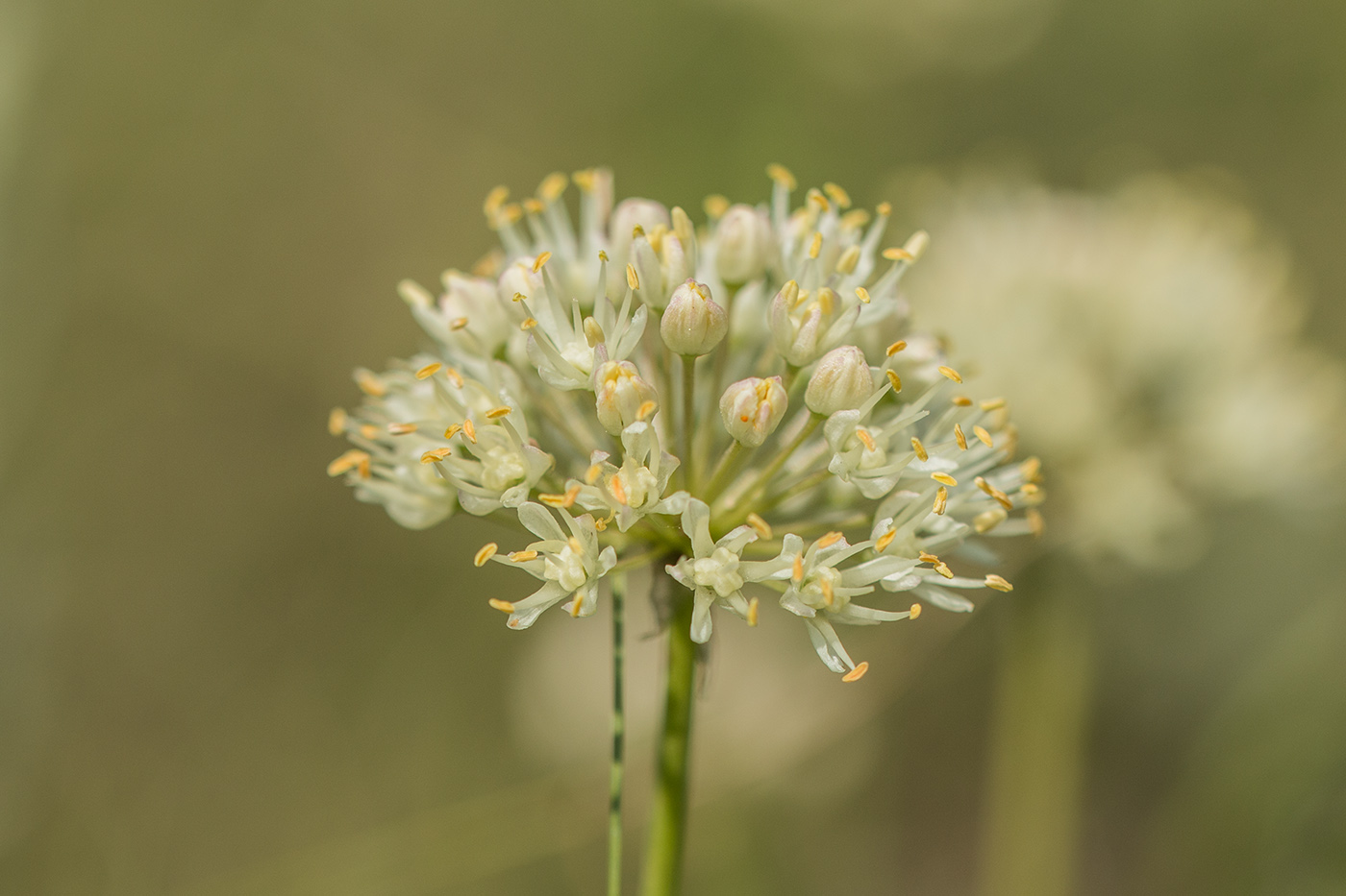 Image of Allium flavescens specimen.