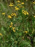 Смотреть изображение Tanacetum vulgare