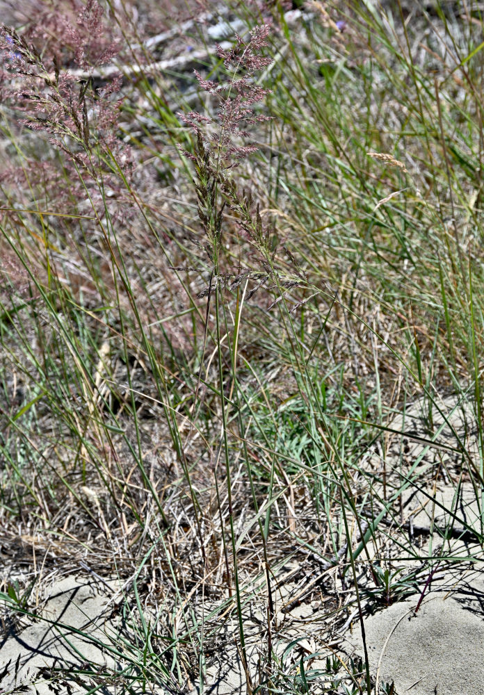 Image of genus Calamagrostis specimen.